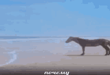 a horse is standing on the beach near the ocean .