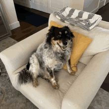 a dog is sitting on a couch with a yellow pillow