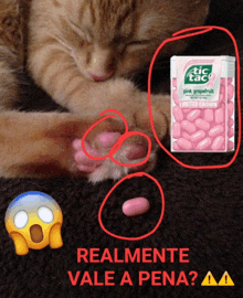 a cat laying next to a pack of pink grapefruit tic tacs