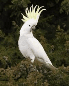 a white cockatoo with a yellow crest is standing on top of a rock .