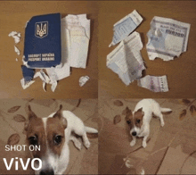 a dog is laying on the floor next to a passport