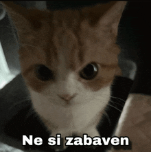 a close up of a cat with the words ne si zabaven written above it