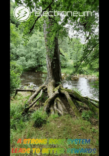 a tree in a forest with the words " a strong root system leads to better rewards " on the bottom