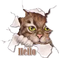 a cat is sticking its head out of a hole in a wall with the words hello written below it