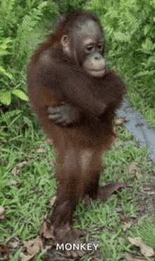 a monkey is standing in the grass with its arms around its chest