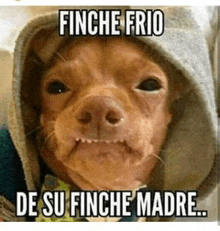 a dog wearing a hooded jacket with the words finche frio de su finche madre