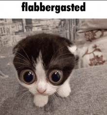 a picture of a cat with big eyes and the words flabbergasted below it