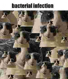 a collage of pictures of a cow with the words `` bacterial infection '' written on the bottom .