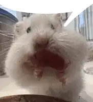 a close up of a hamster 's mouth with its mouth open