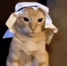 a cat wearing a nurse 's hat is sitting on a table .