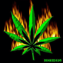 a green marijuana leaf is surrounded by flames .