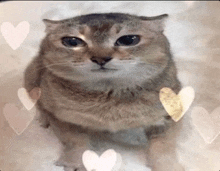 a close up of a cat surrounded by hearts on a table .