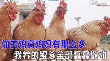 a group of chickens are standing next to each other with chinese writing on the bottom