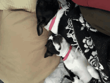 a black and white dog with a pink collar laying next to another dog