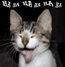 a cat is laughing with its mouth open and the words ha ha ha ha ha ha are behind it