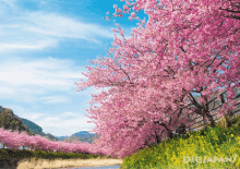 a row of pink cherry blossom trees along the side of a river in japan