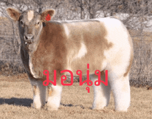 a brown and white cow is standing in a field with a red sticker on its ear that says sb