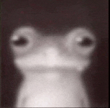 a black and white photo of a frog with big eyes looking at the camera .