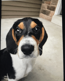 a close up of a black and white dog looking at the camera