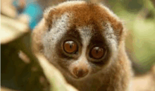 a close up of a slow loris looking at the camera while sitting on a tree branch .