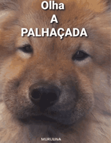 a close up of a dog with the words olha a palhacada on the top