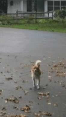 a small brown and white dog is walking down the street