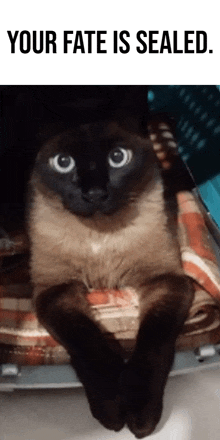 a cat laying on a blanket with the words your fate is sealed above it