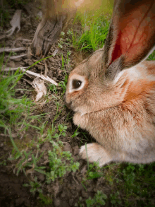 a brown and white rabbit is laying on the ground