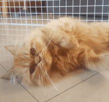 a fluffy orange cat laying on its back on a tile floor