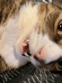 a close up of a cat 's mouth with its mouth open