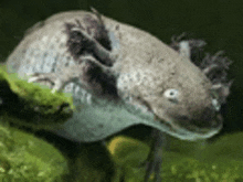 a close up of an axolotl sitting on a rock in a tank .