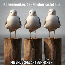 three seagulls standing next to each other on a wooden post