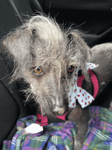 a very hairless dog wearing a pink and blue bow tie