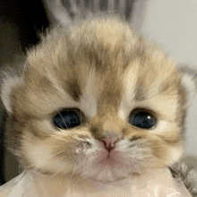 a brown and white kitten with blue eyes looks at the camera