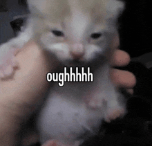 a person is holding a small white kitten with the words oughhhh written on it