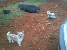 a small dog standing in the dirt next to a bag