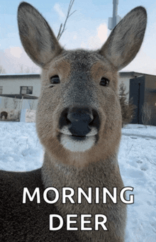 a picture of a deer with the words morning deer on it