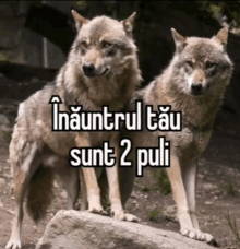 two wolves standing next to each other with the words " inauntrul tau sunt 2 pali " written on the bottom