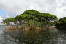 a small island in the middle of a lake with trees on it