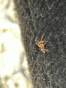 a spider is crawling on a piece of carpet