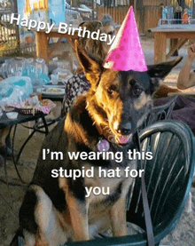 a german shepherd wearing a pink party hat that says happy birthday