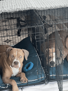 two dogs are laying in a cage with a blue toy