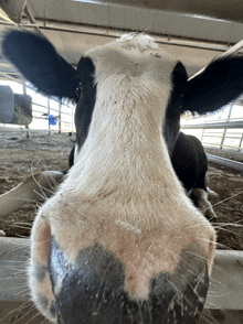 a close up of a cow 's face looking at the camera