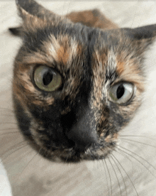 a close up of a calico cat 's face looking at the camera