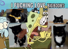 a collage of pictures of cats and spongebob saying " i fucking love big boobs "