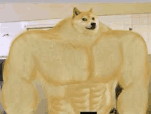 a doge with huge muscles is standing in a kitchen in a room .