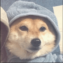 a close up of a dog wearing a hoodie