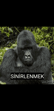 a picture of a gorilla with the words " sinirlenmek " on it