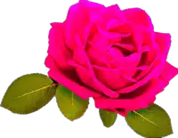 a pink rose with green leaves is against a white background