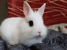 a small white rabbit with a black eye is sitting on a blanket